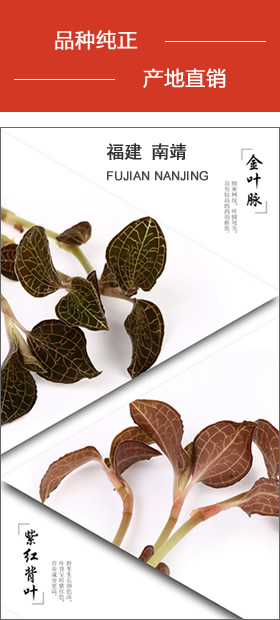 南靖金線蓮 品種純正，產地直銷