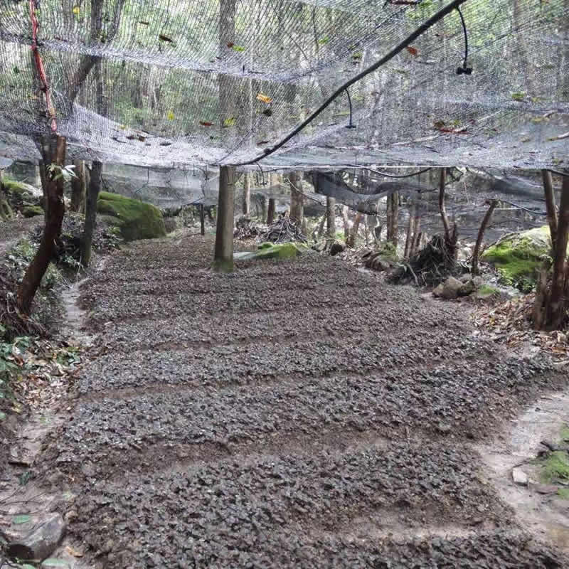 金線蓮、石斛林下種植基地