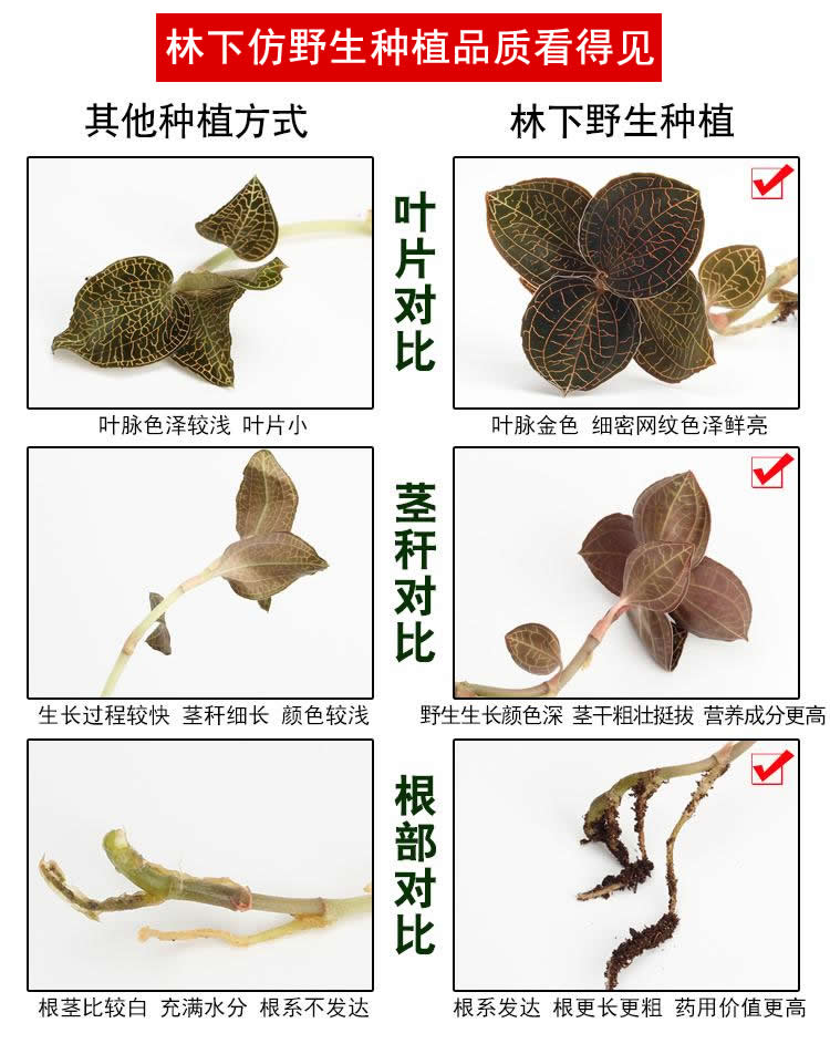 <a href=http://www.51rn.cn/ target='_blank'>金線蓮</a>林下種植